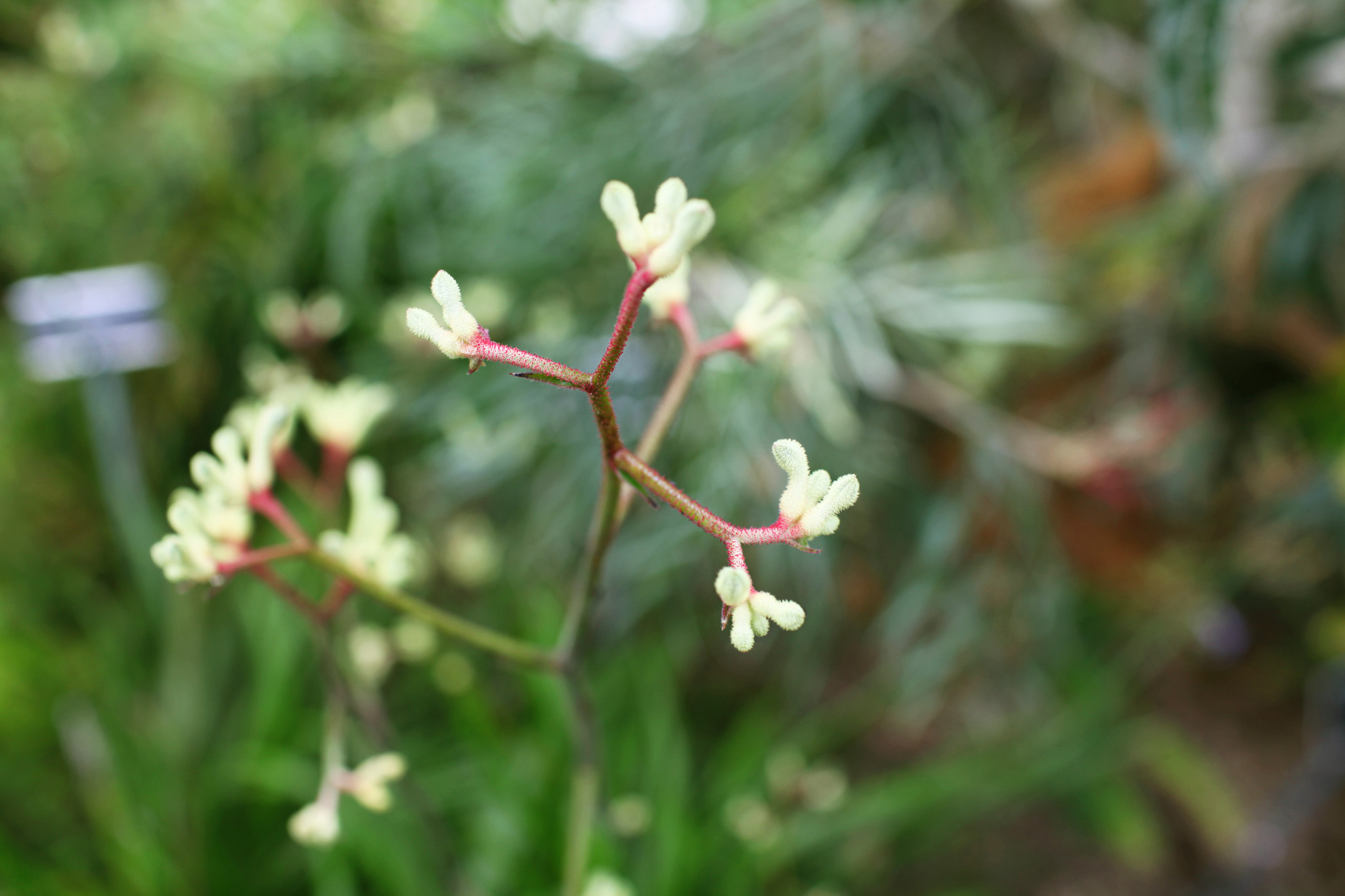 ZoeticaEbb_DublinBotanicalGardens_04