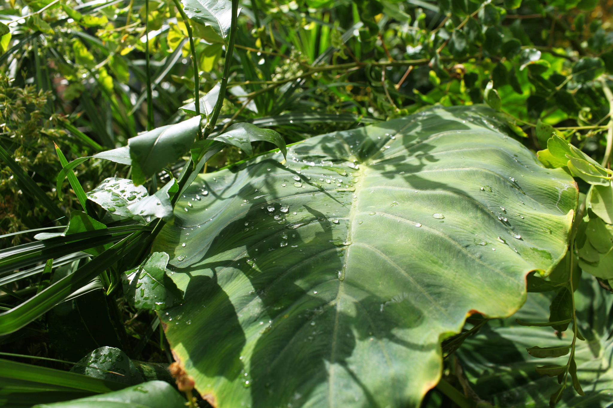 ZoeticaEbb_DublinBotanicalGardens_07