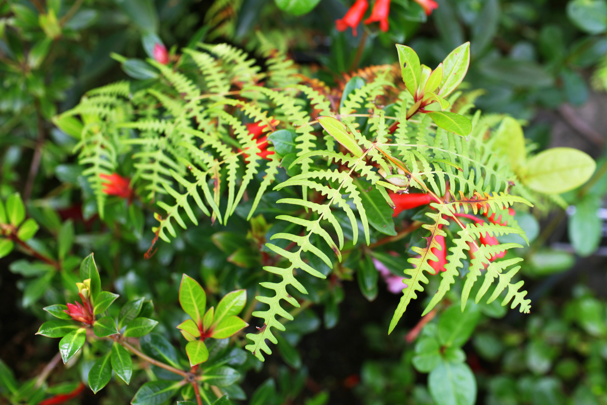 ZoeticaEbb_DublinBotanicalGardens_14