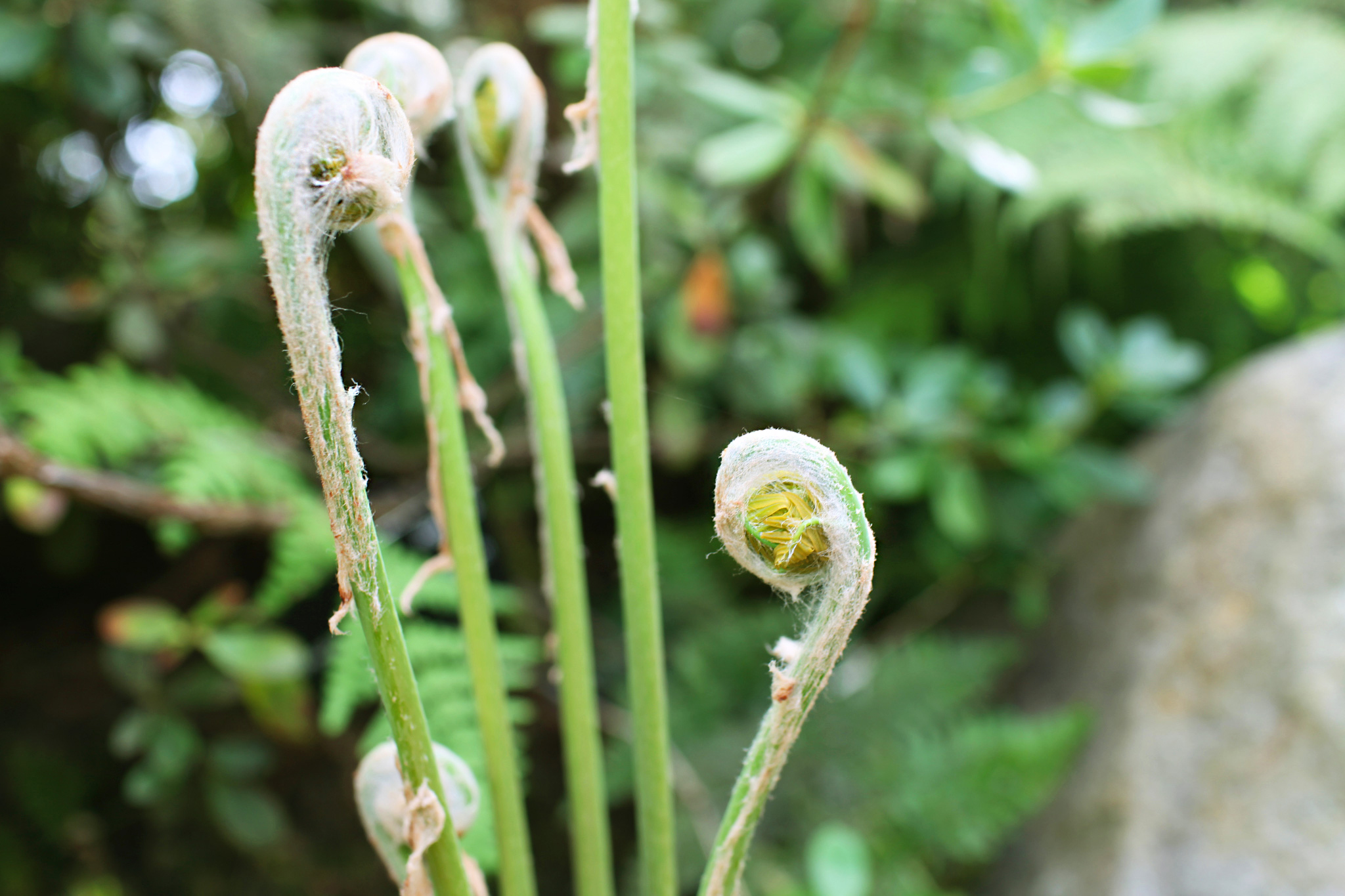 ZoeticaEbb_DublinBotanicalGardens_15