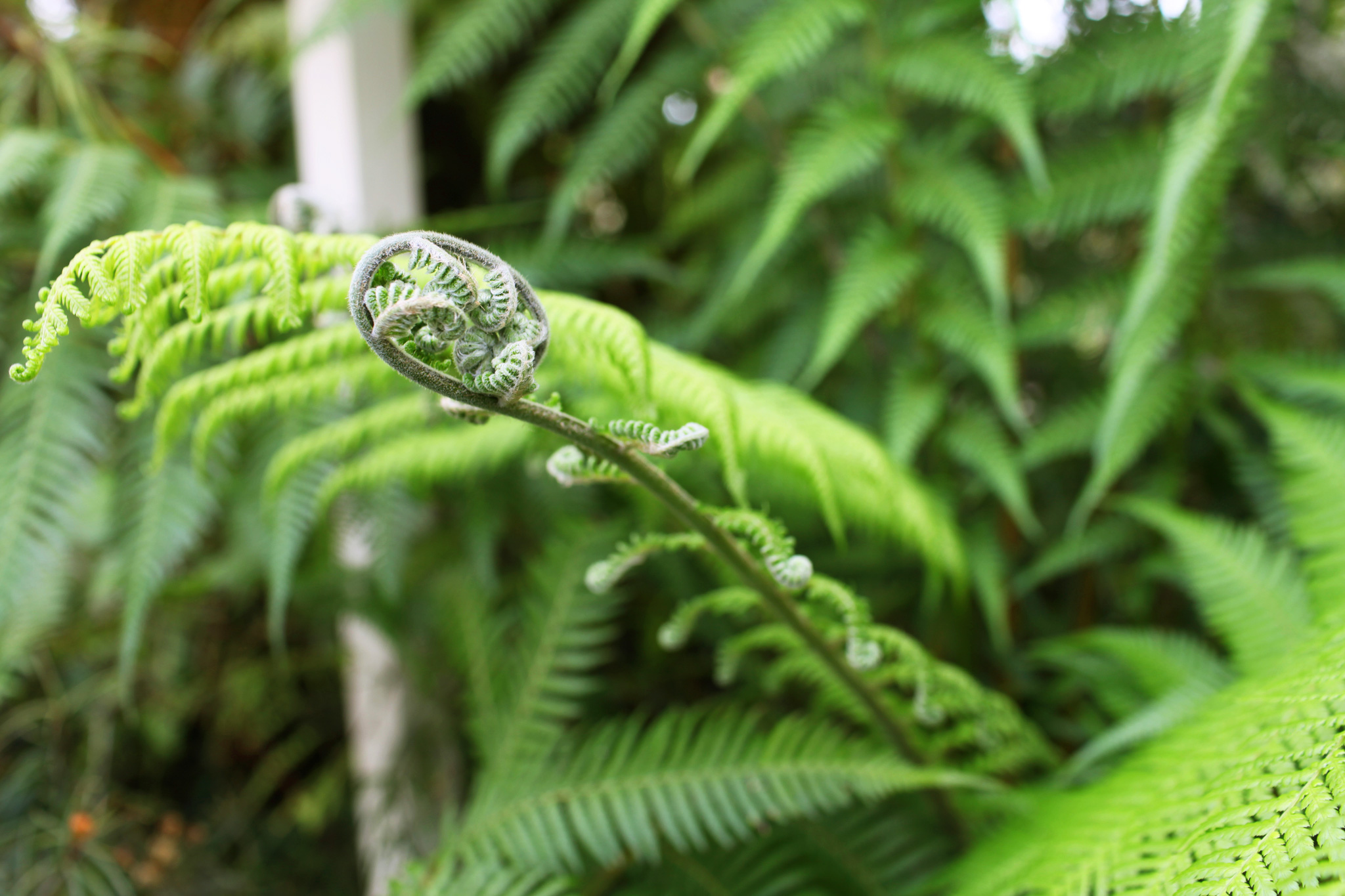 ZoeticaEbb_DublinBotanicalGardens_16