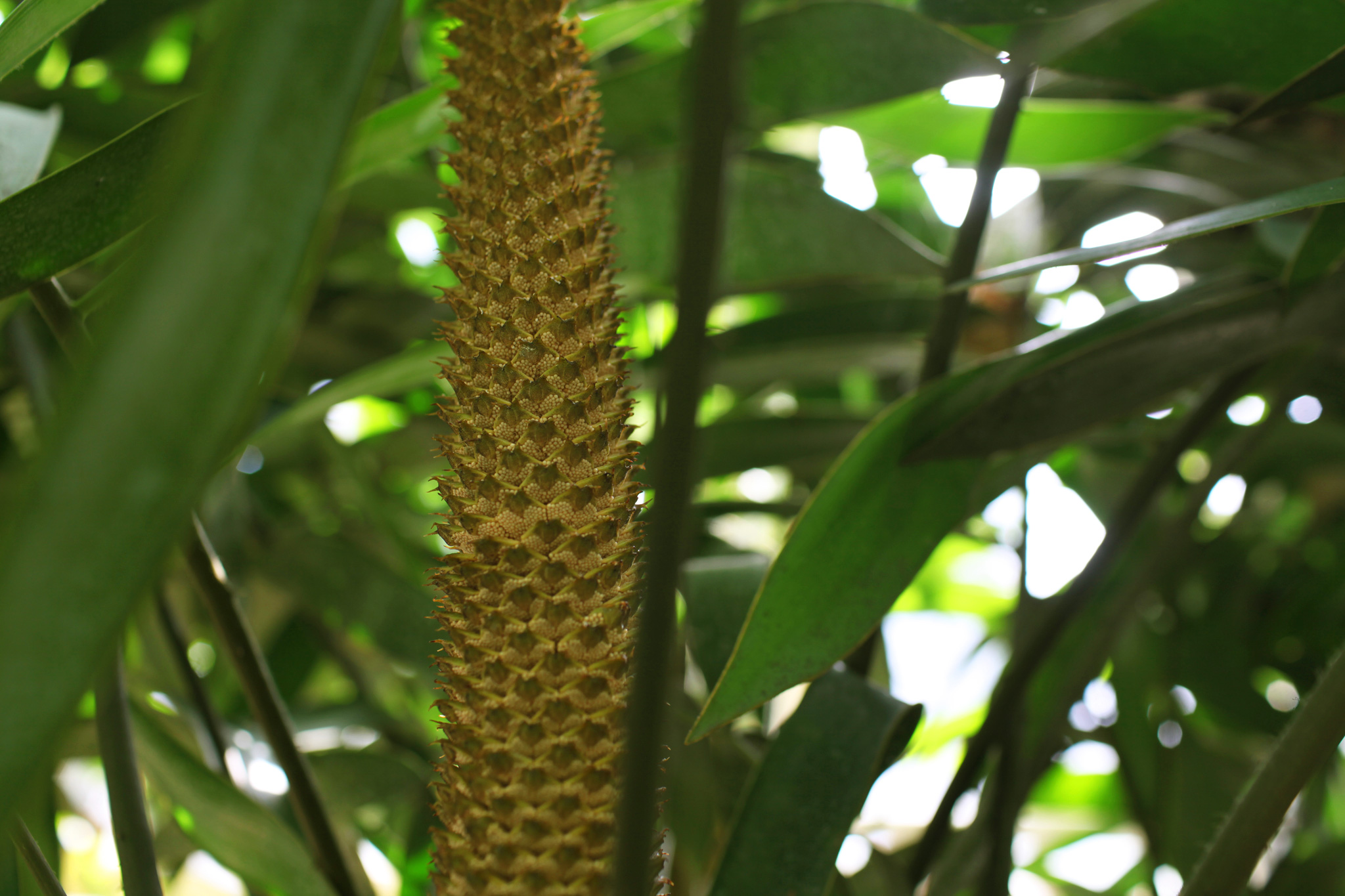 ZoeticaEbb_DublinBotanicalGardens_21