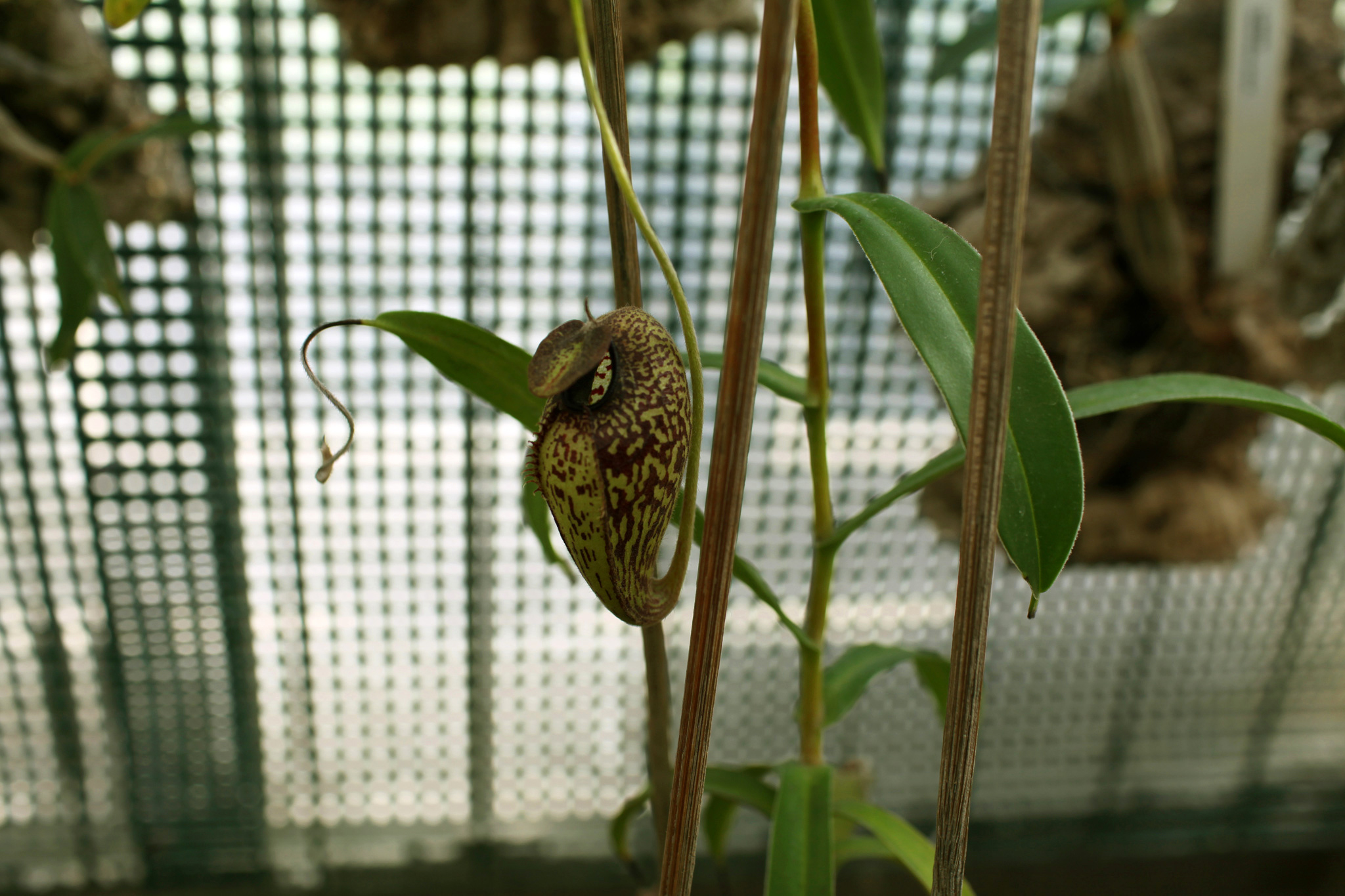 ZoeticaEbb_DublinBotanicalGardens_39