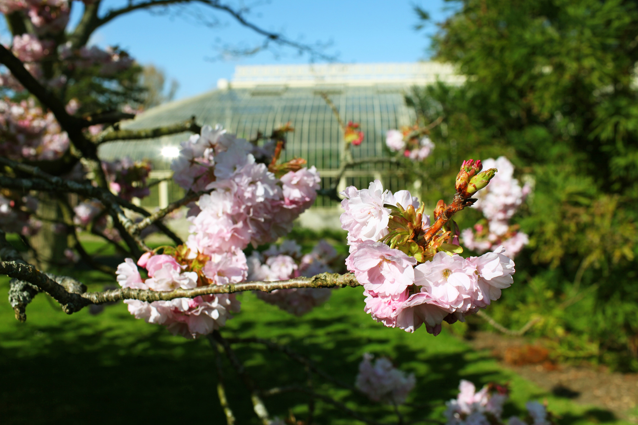 ZoeticaEbb_DublinBotanicalGardens_43