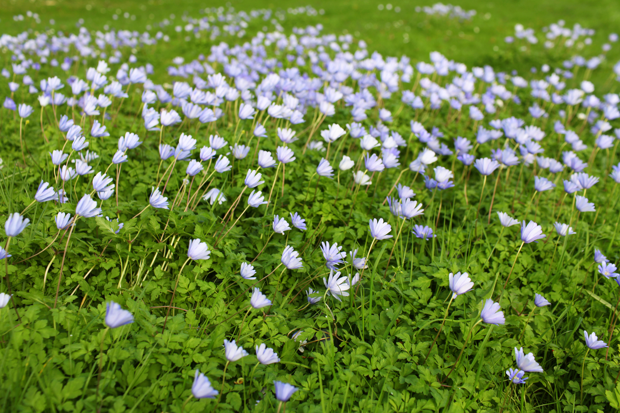 ZoeticaEbb_DublinBotanicalGardens_61