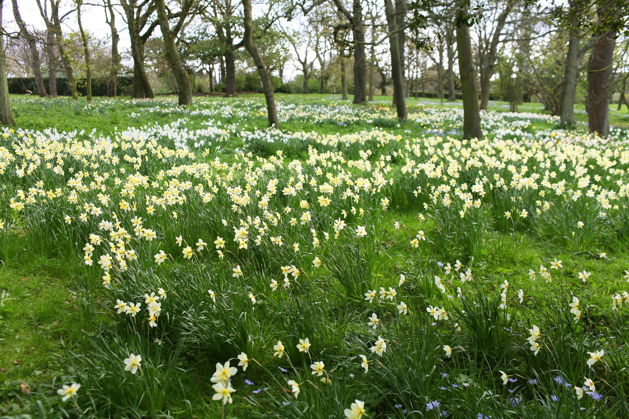 ZoeticaEbb_DublinBotanicalGardens_62