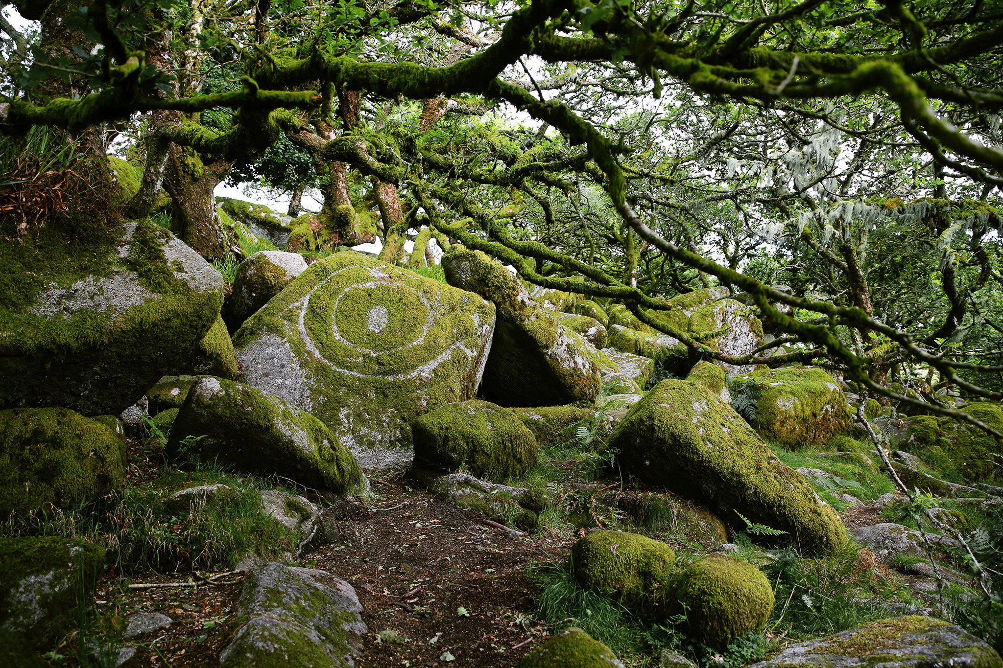 Tangled Oaks and Dithering Green in Wistman s Wood Zoetica Ebb